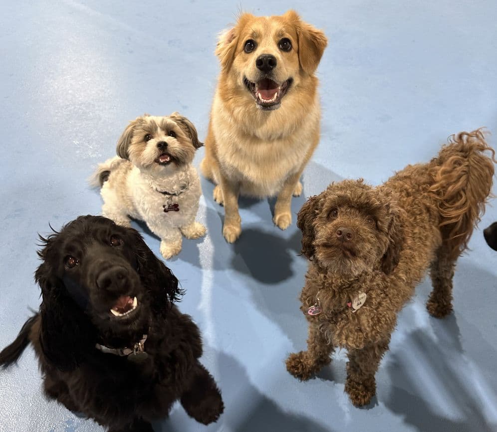 Four dogs at Kip Hindmarsh
