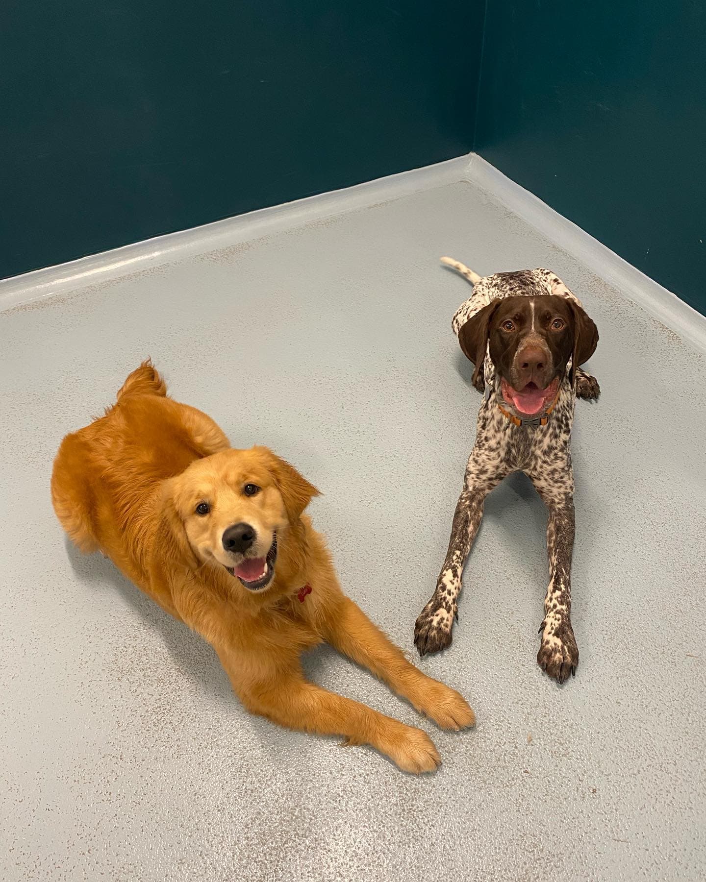 Golden retriever with a buddy