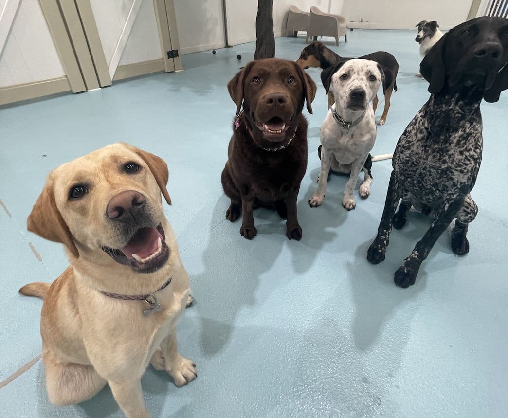 Group of dogs indoors at Kip