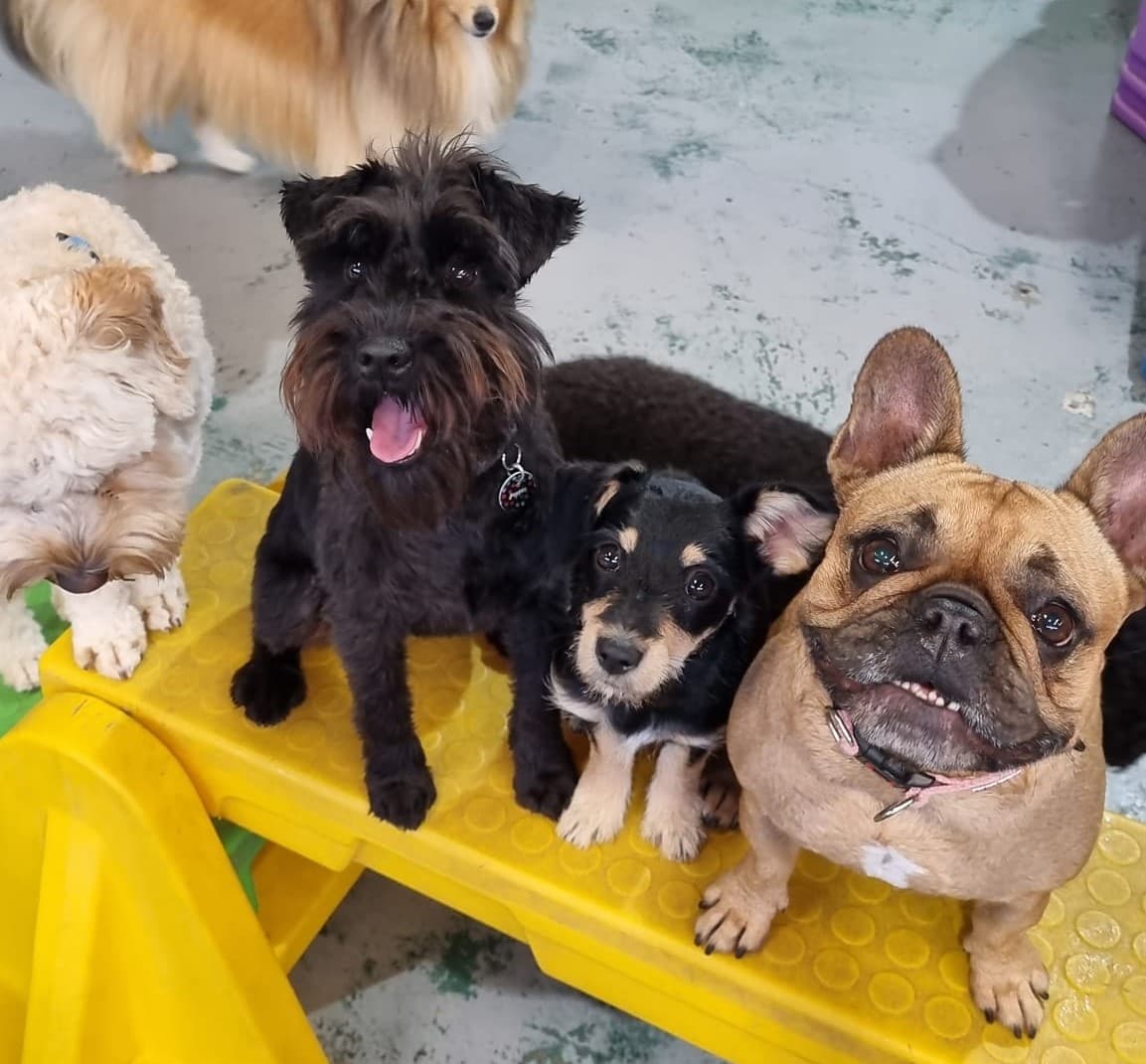 Group of dogs sitting ona bench at Kip