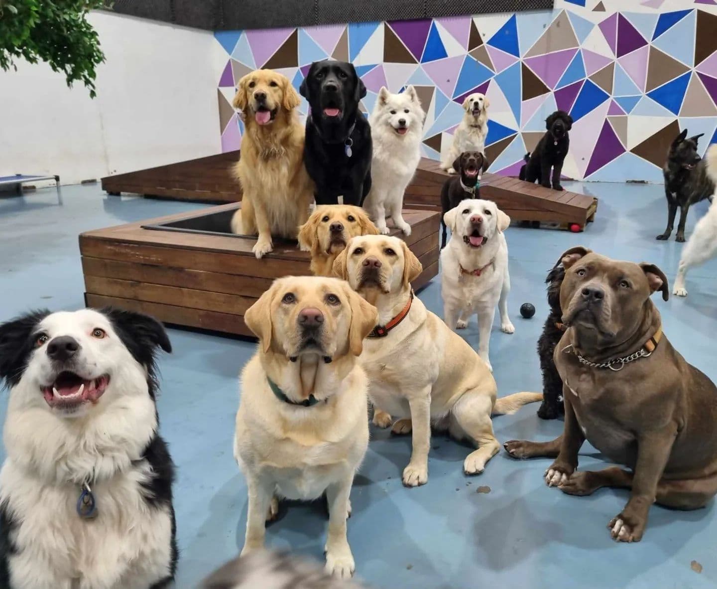 Group of dogs sitting