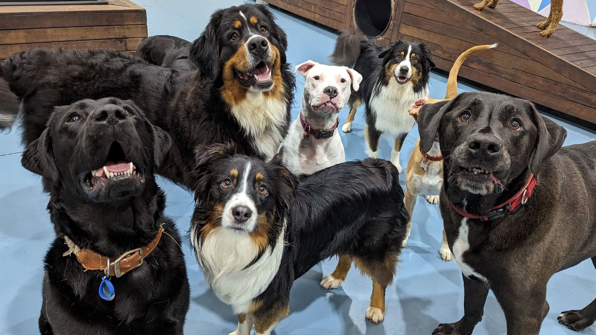 Group of dogs
