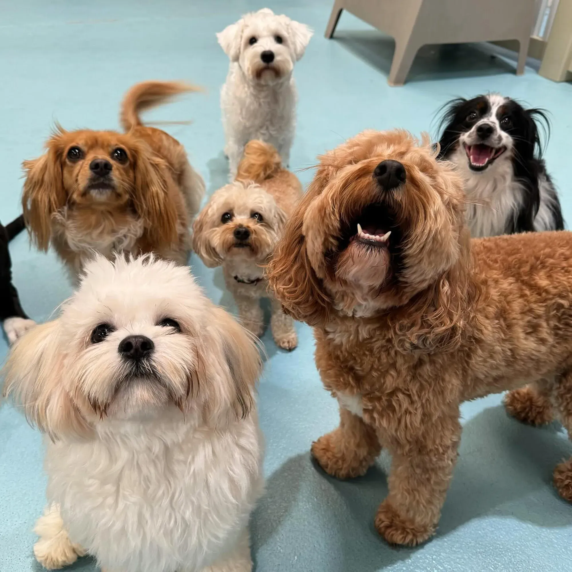 Group of dogs at Doggy Daycare NSW