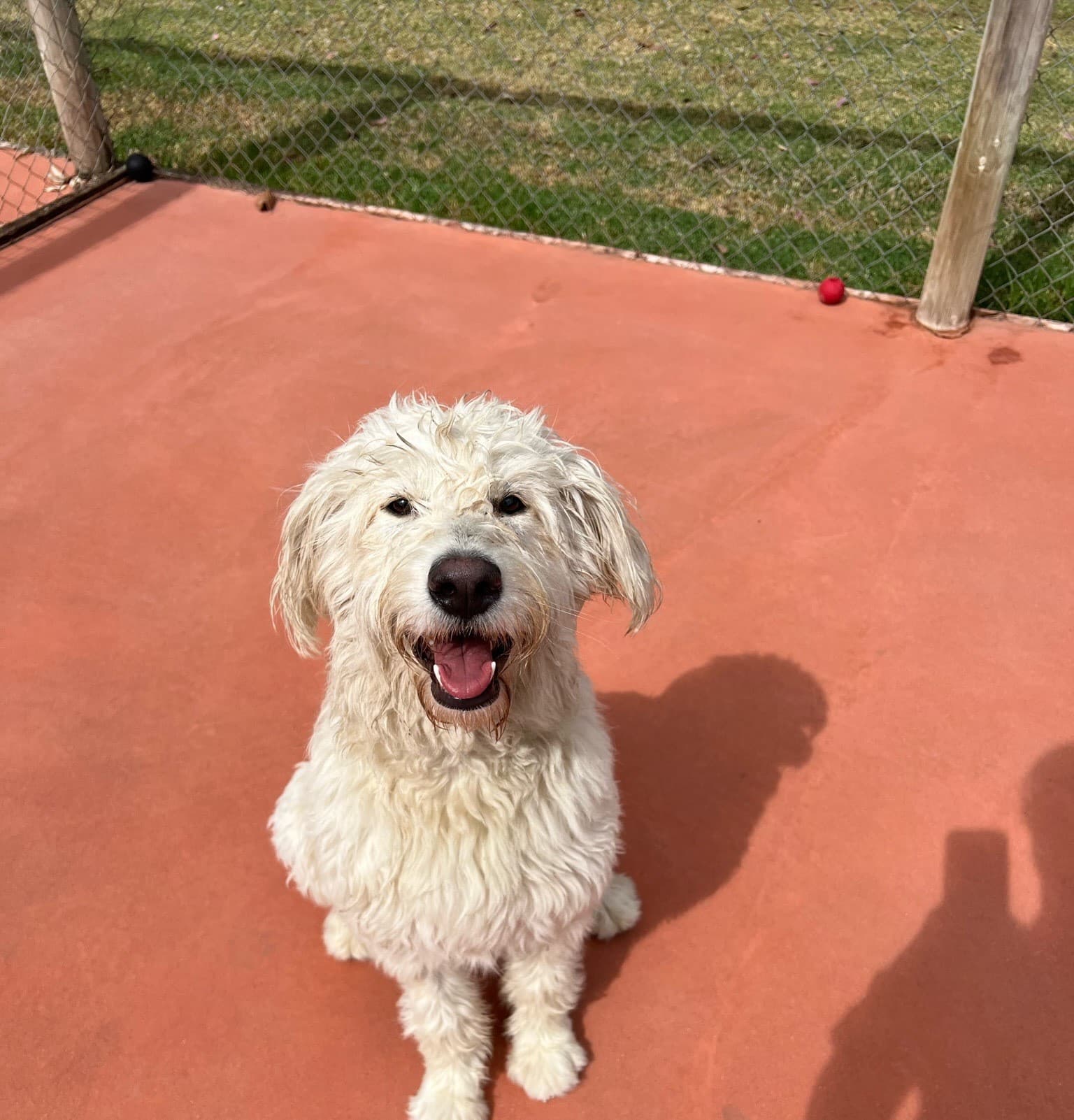 Happy dog