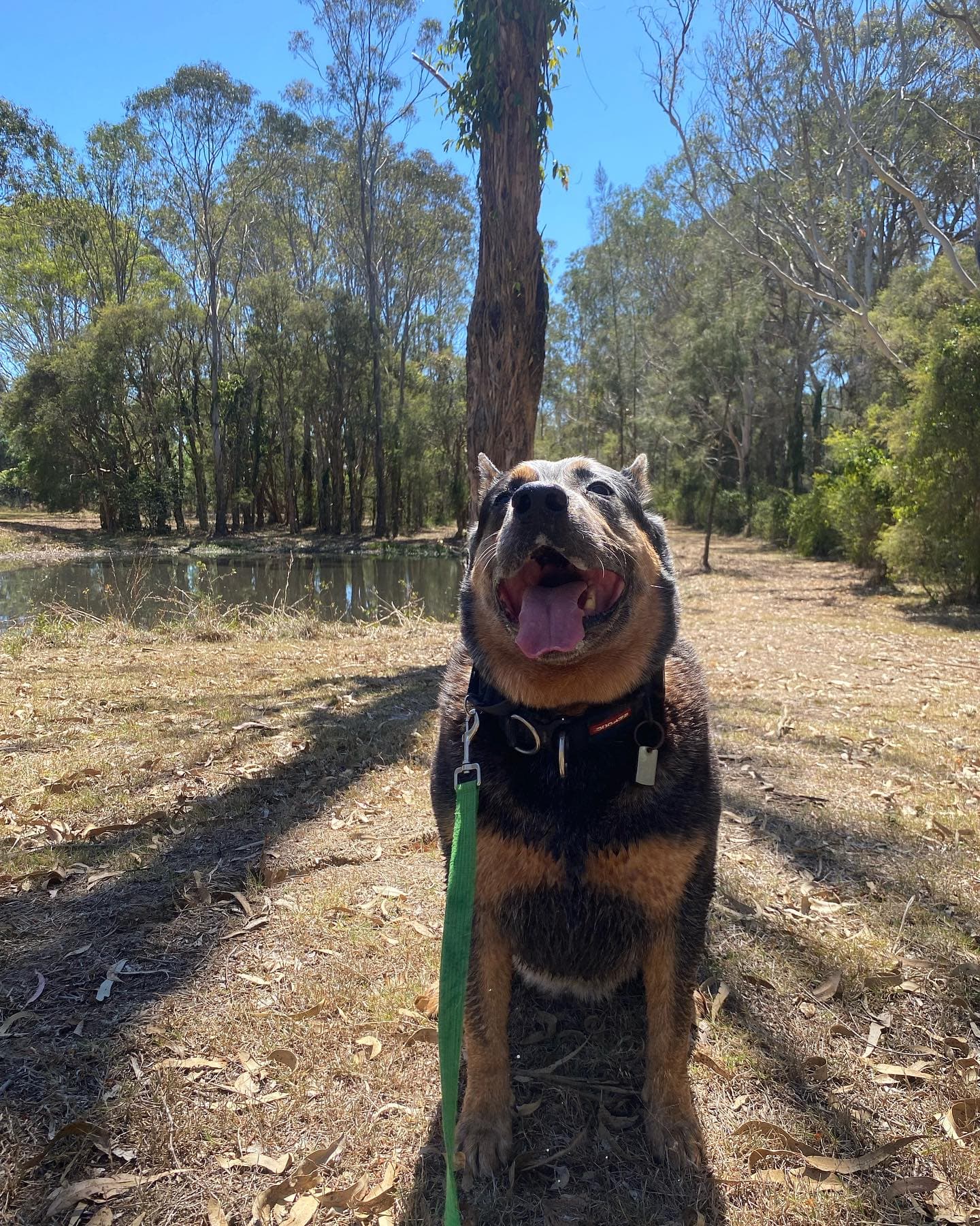 Happy dog at a lake