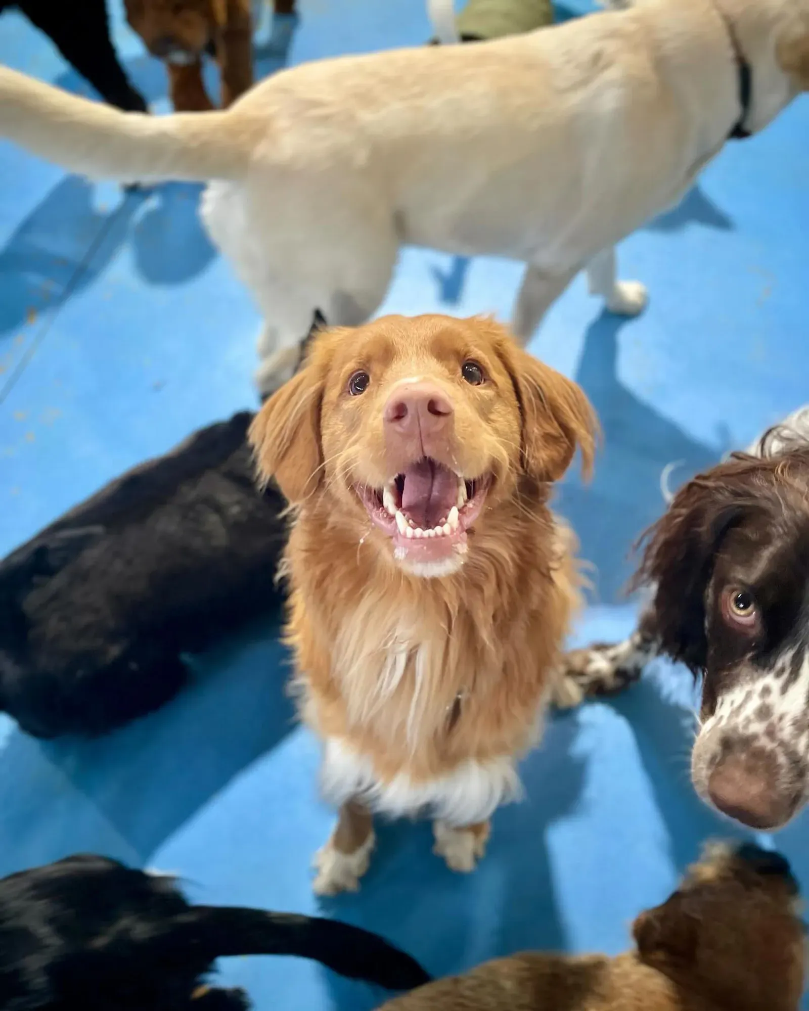 Happy dog at Kip Dog Daycare at Hobart, TAS