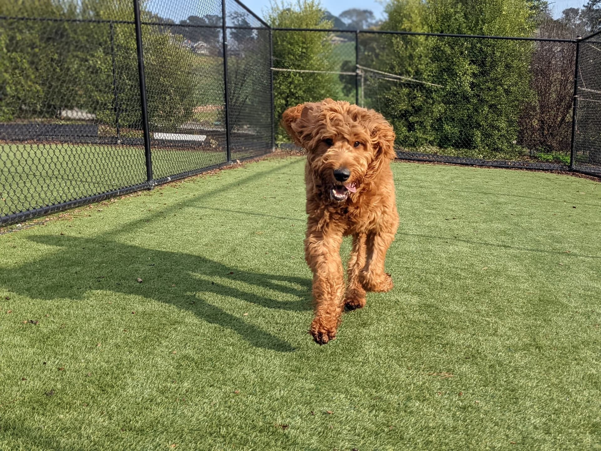 Happy dog outdoors at Kip