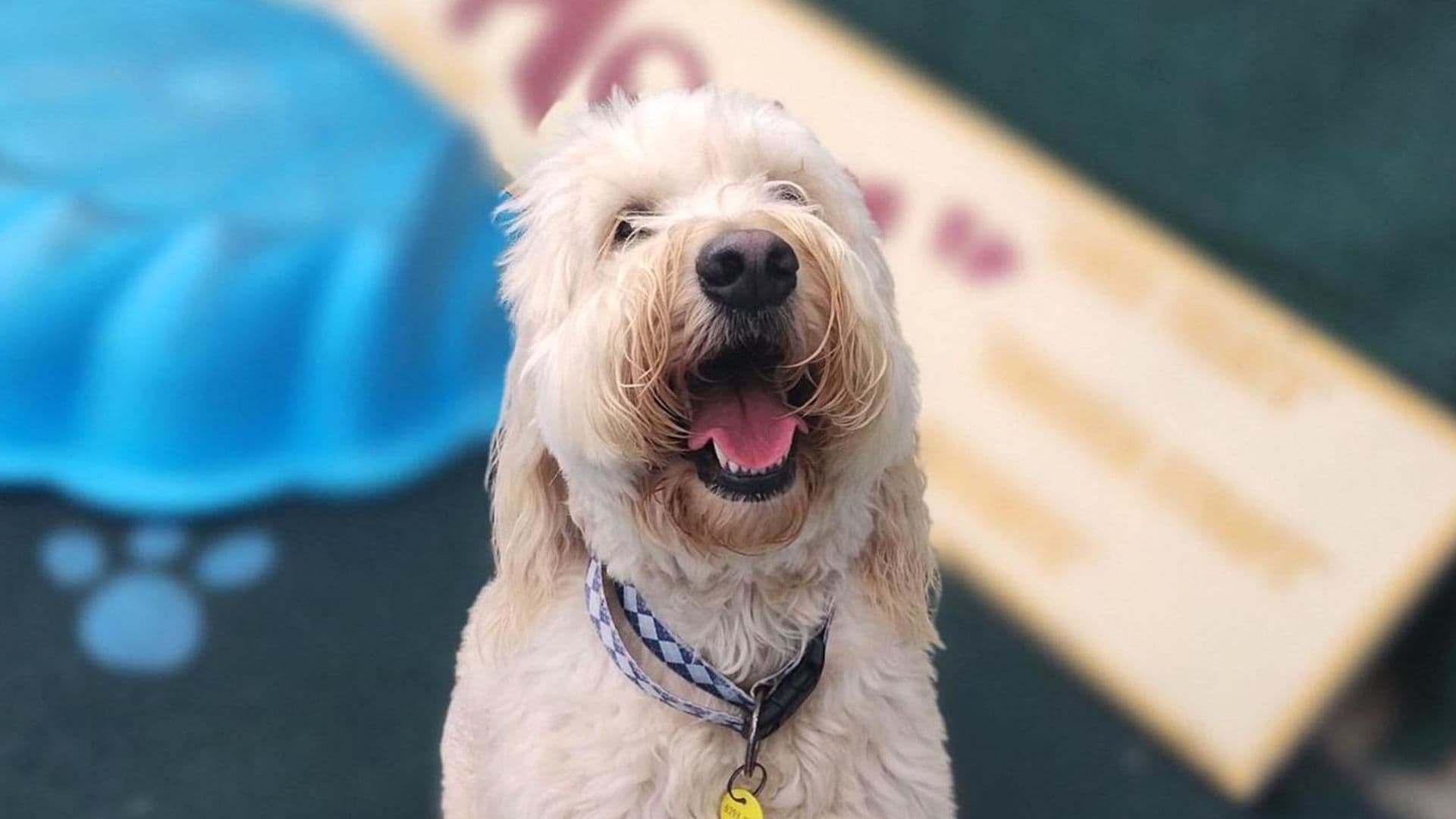 Happy dog at a pet retreat
