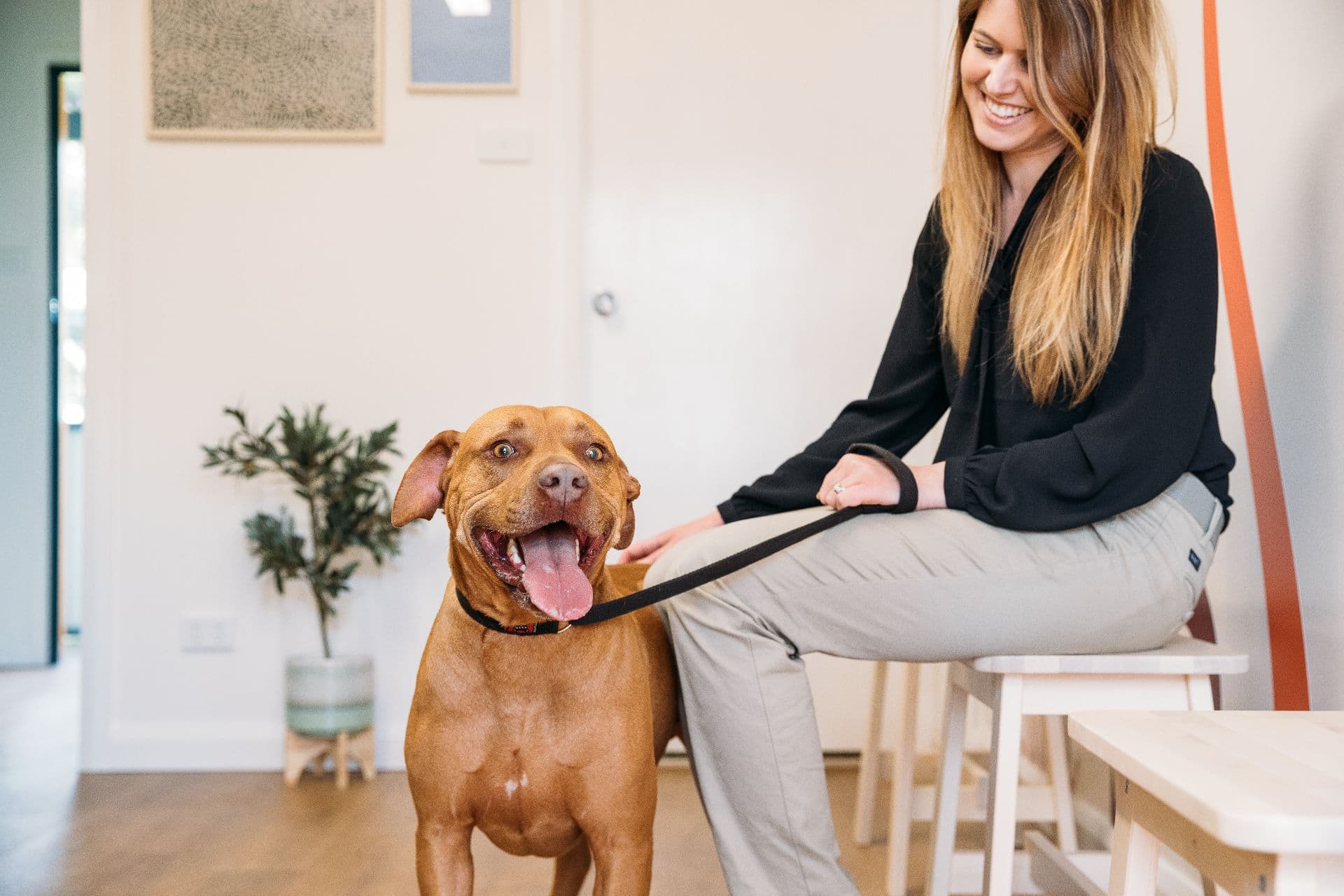 Happy dog with their owner