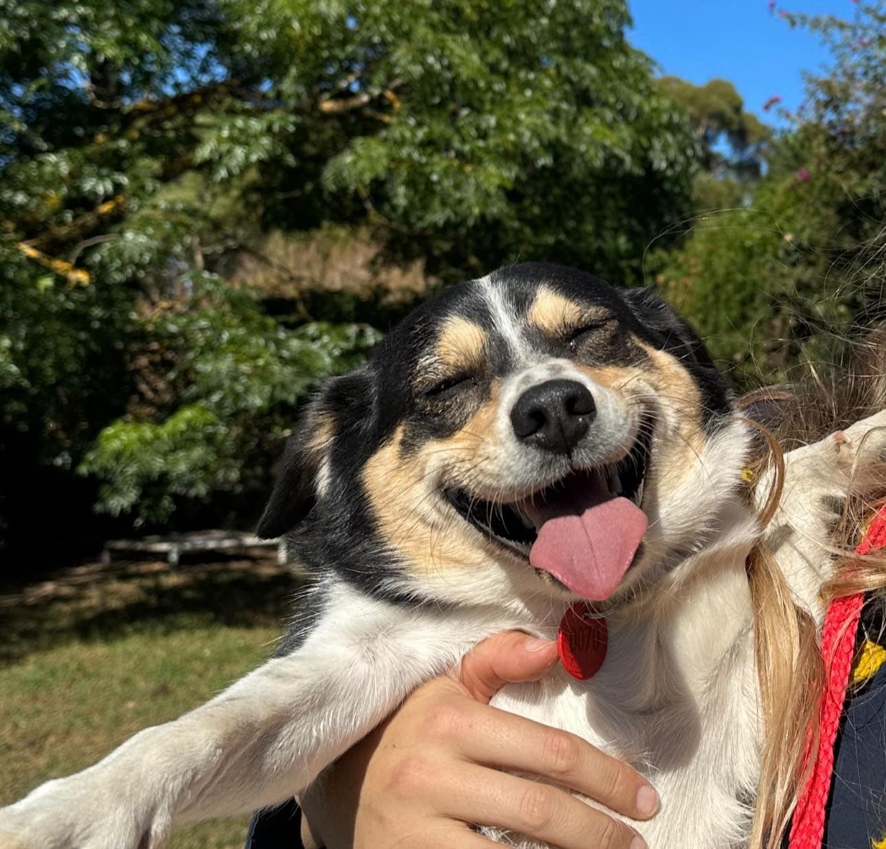 Happy dog enjoying life
