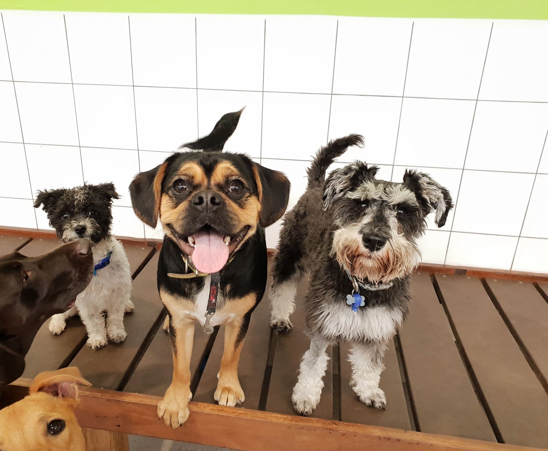 Happy dogs at Kip Bayswater daycare