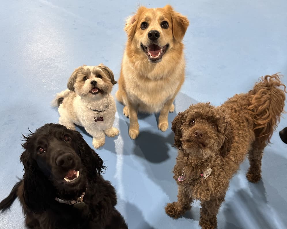 Two happy dogs on a trampoline at West Hindmarsh Dog Daycare