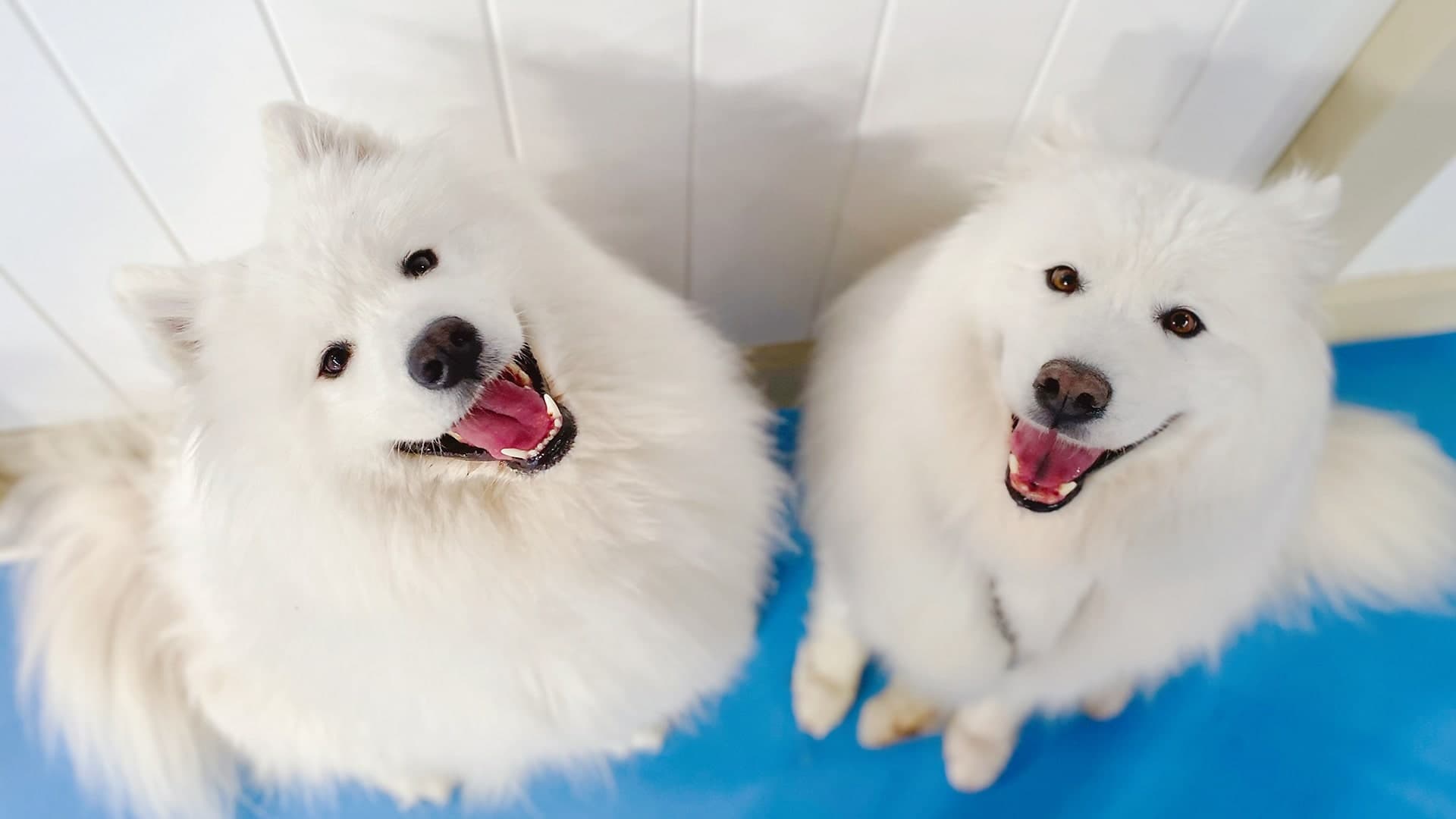 Happy dog on a playground at Doggy Day Care Hobart