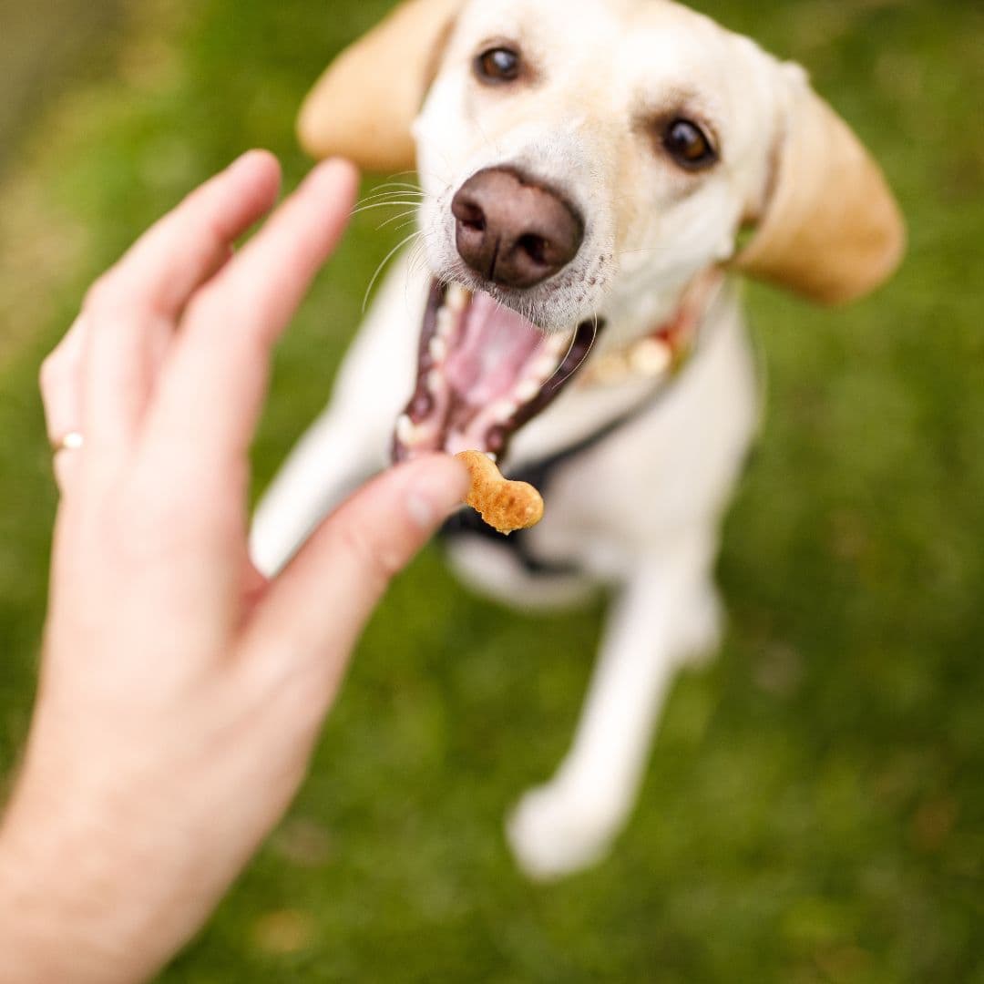 Dog getting treats