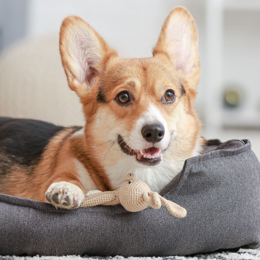 Happy dog on a comfy bed