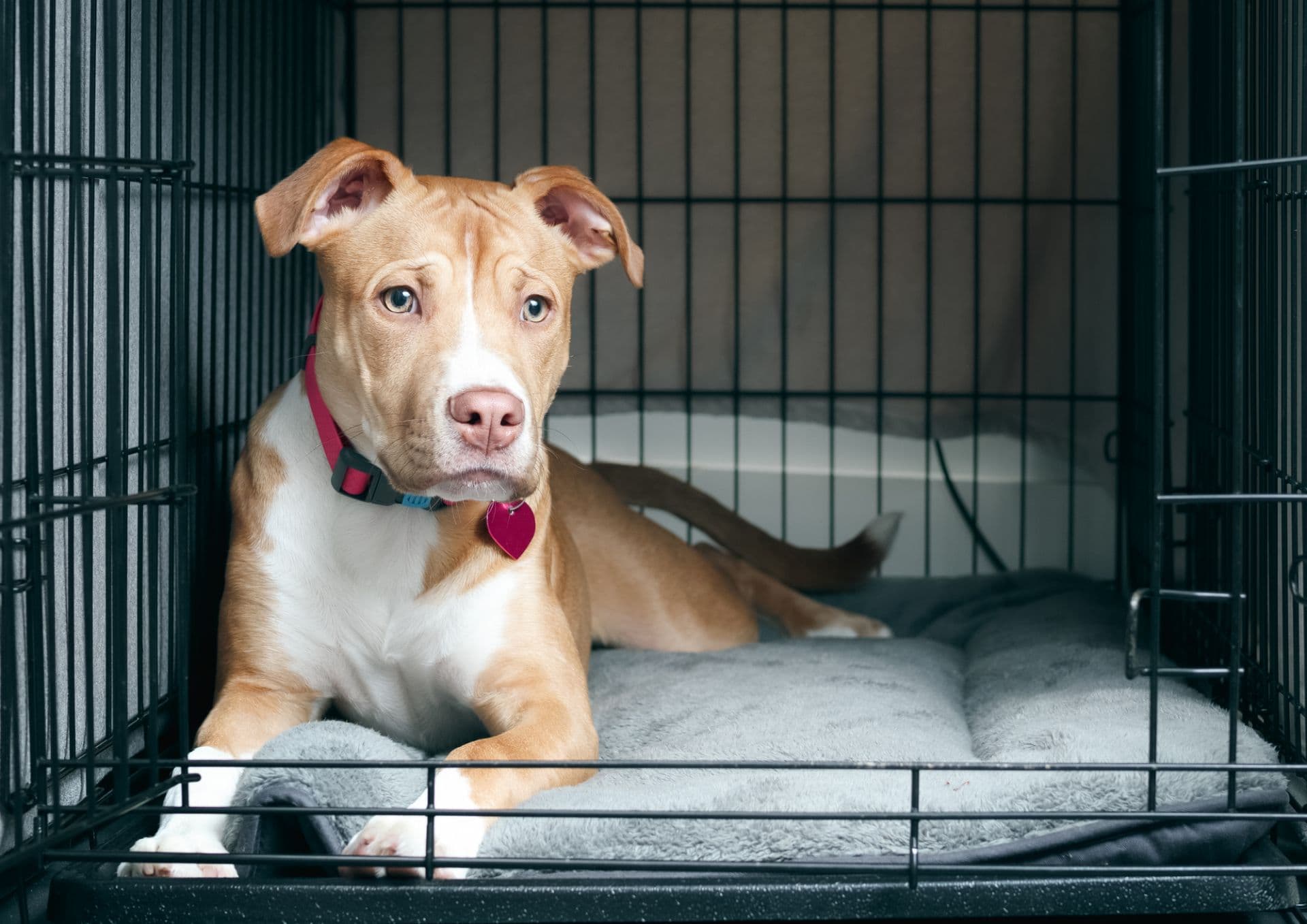 Dog in crate comfortably