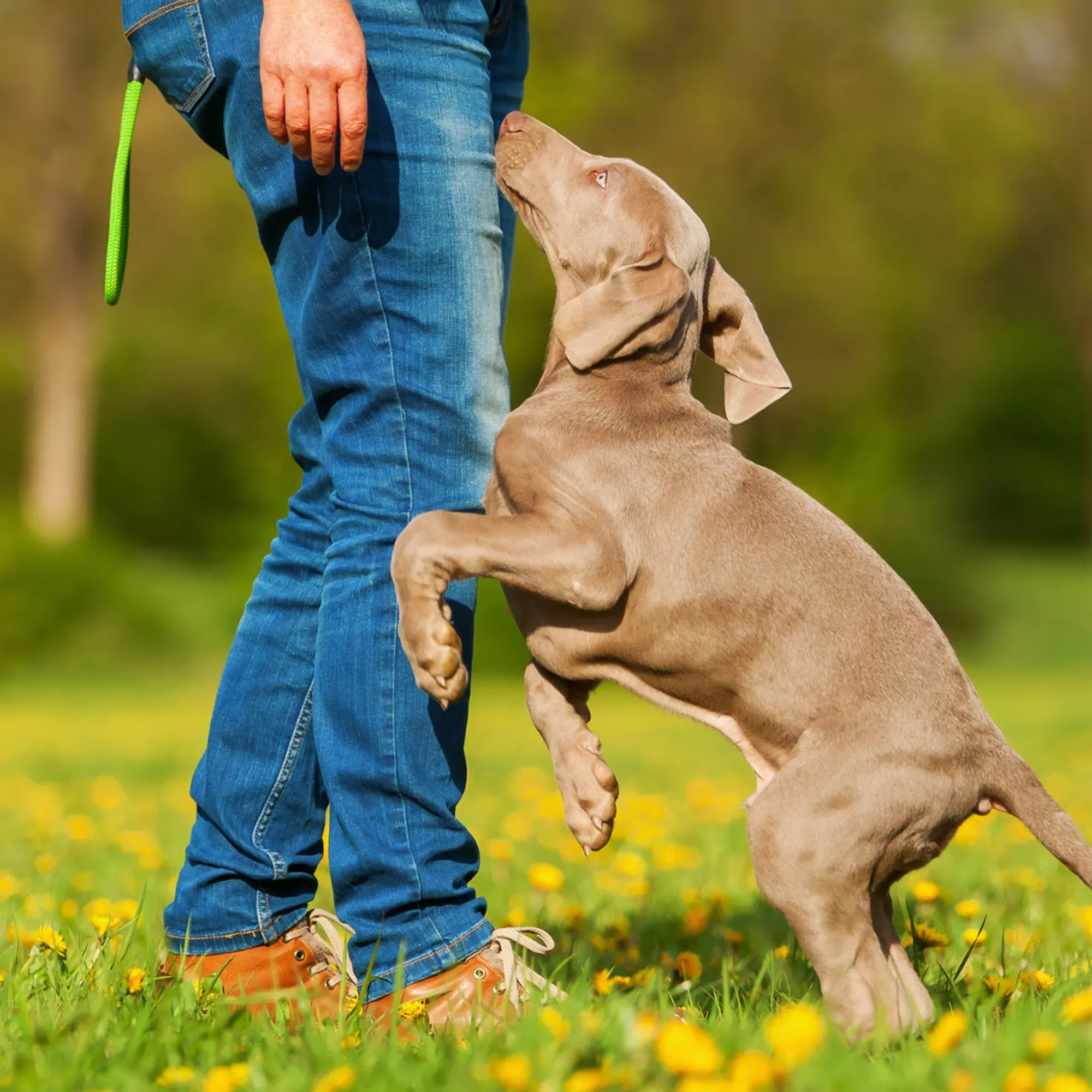 Dog jumping on people