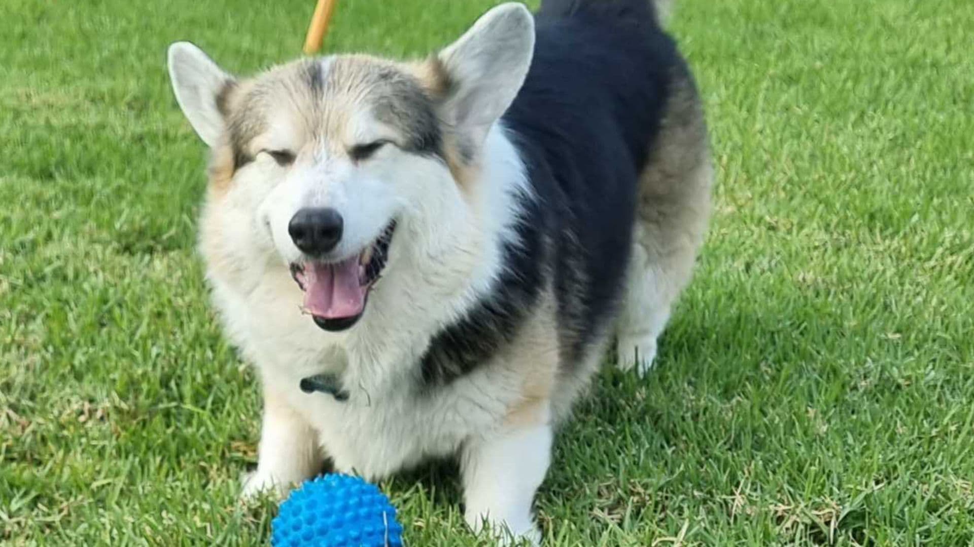 Dog enjoying outdoors life with a ball toy