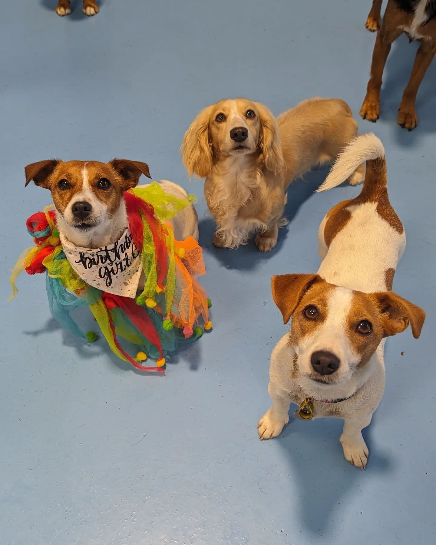 Three happy dogs playing around at Dog Day Care Kew