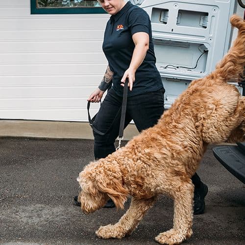 Dog arriving to Kip using pet transport