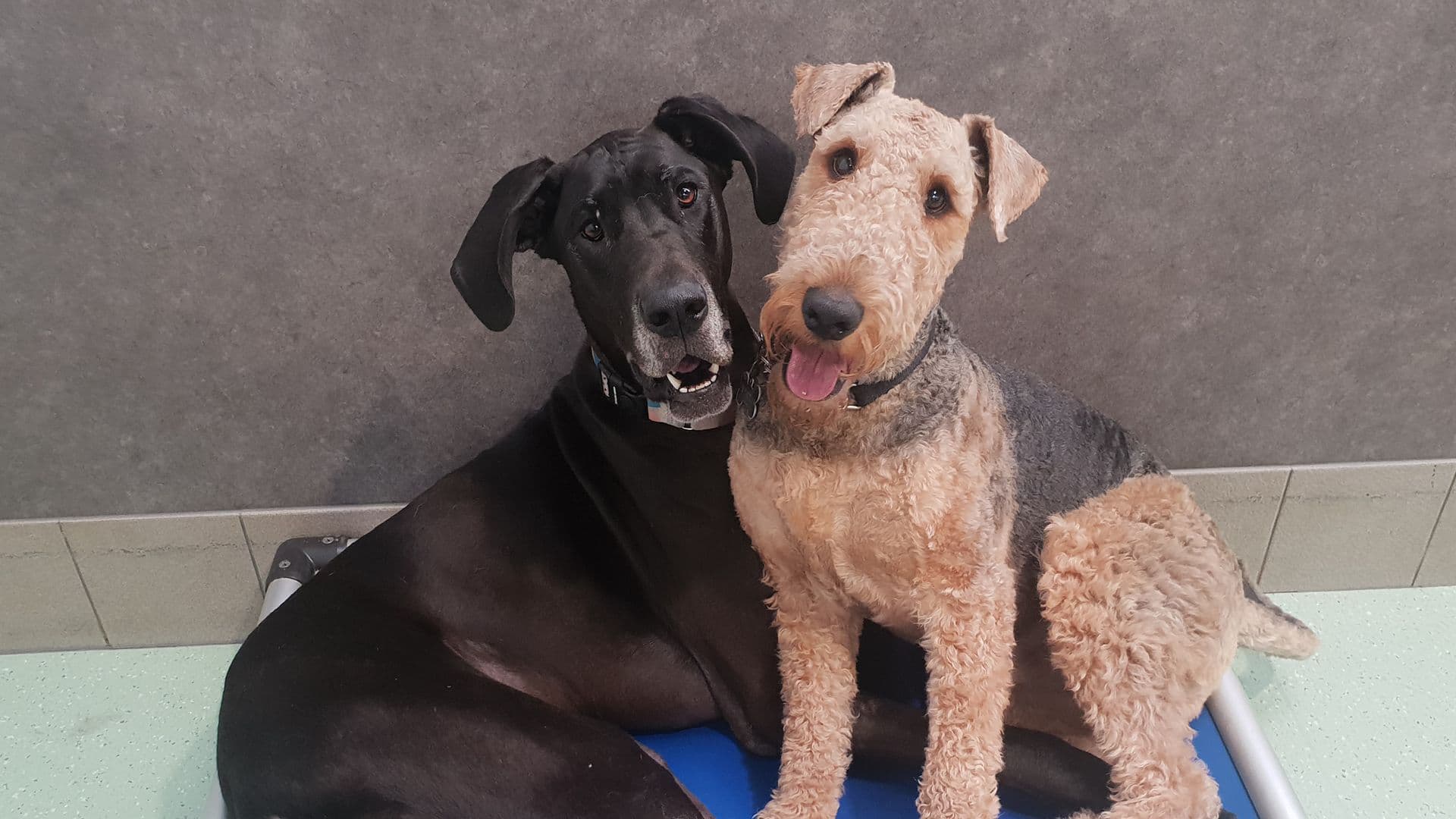 Dogs at Kip Bayswater