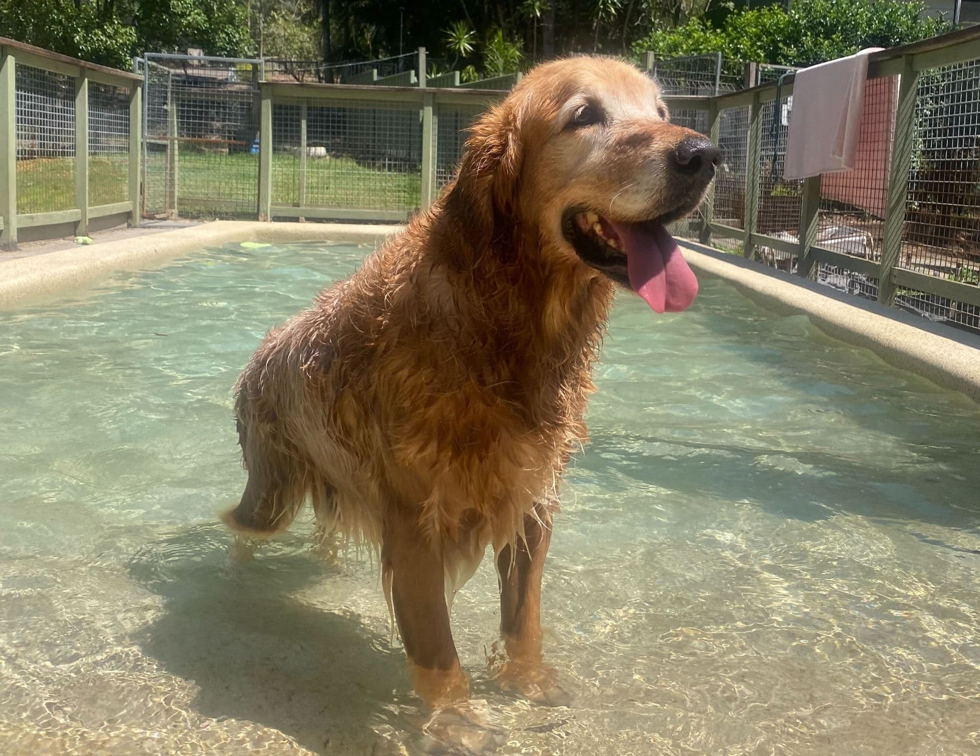 Dog in dogyg pool at Kip Caloundra