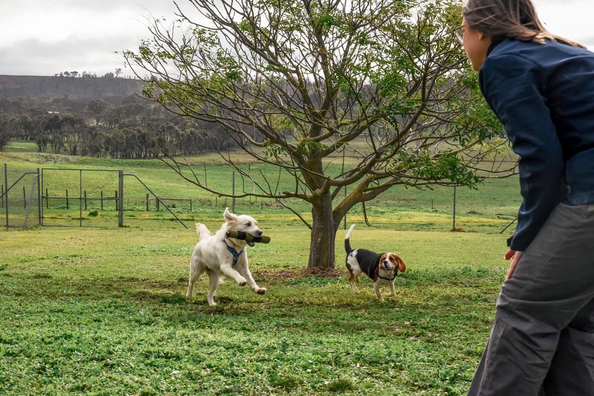 Two dogs running outdoors fetching a stick