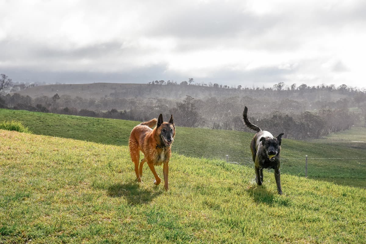 Two dogs running outdoors with a great view