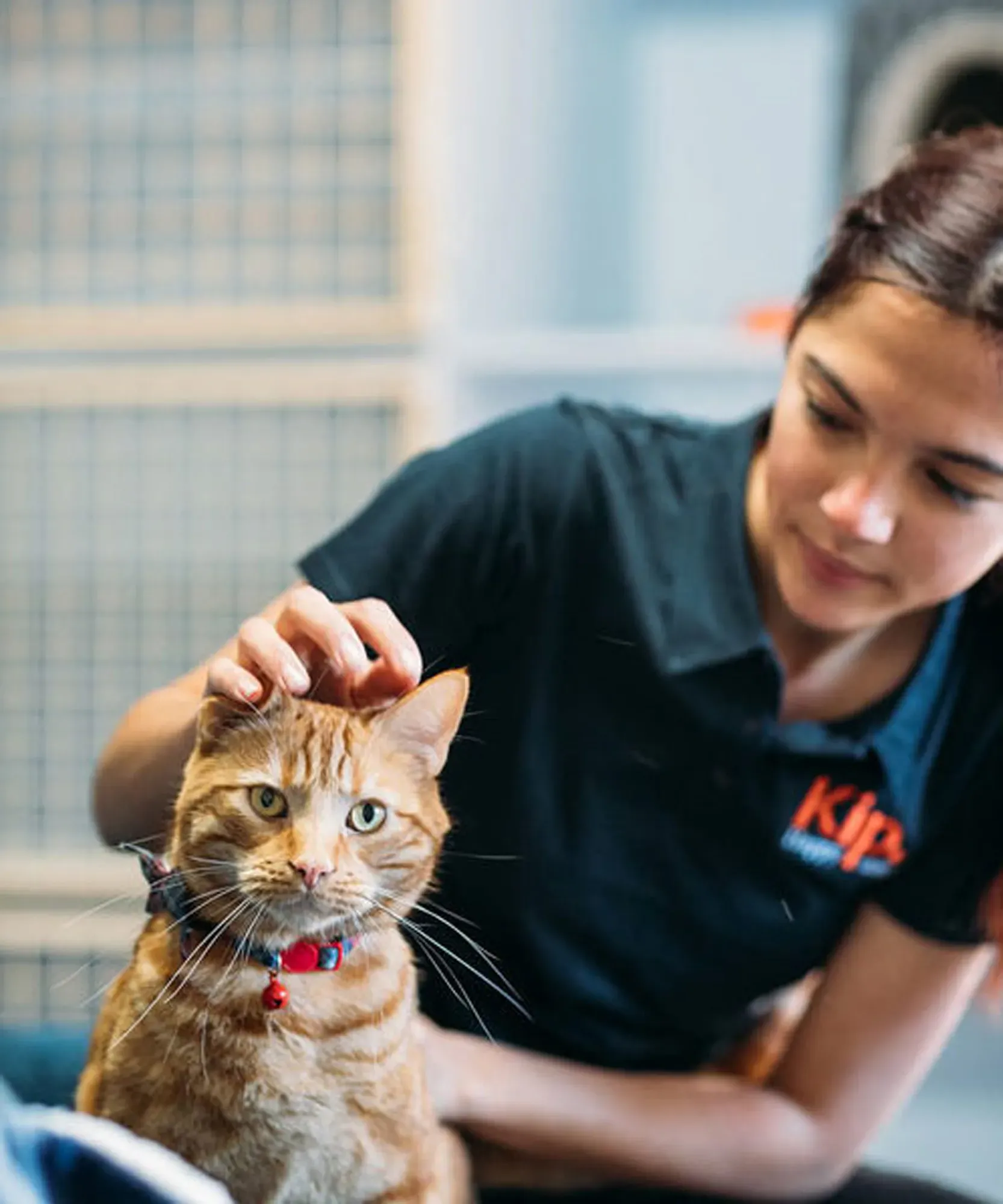 Kip staff giving a cat scratches