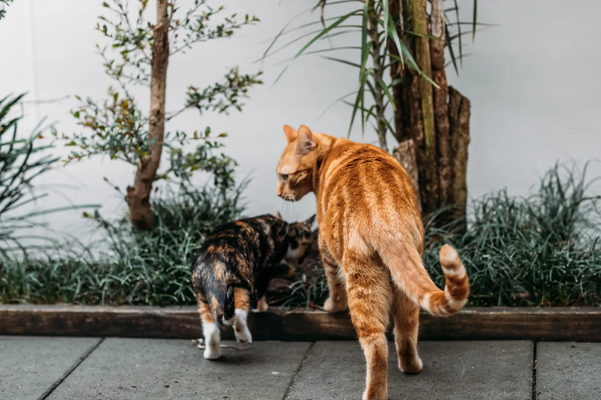 Two cats playing around at Kip