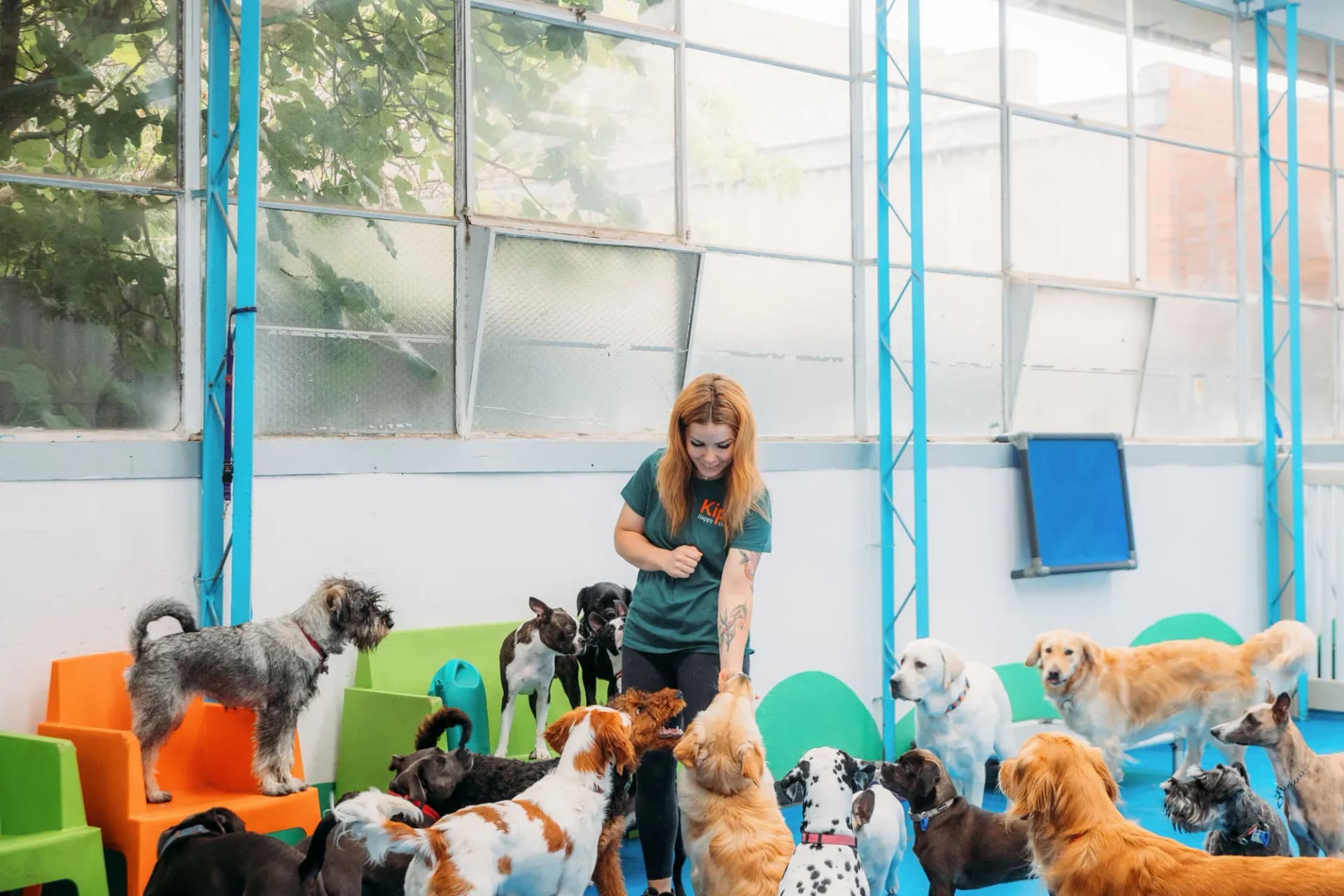 Kip Dog Daycare