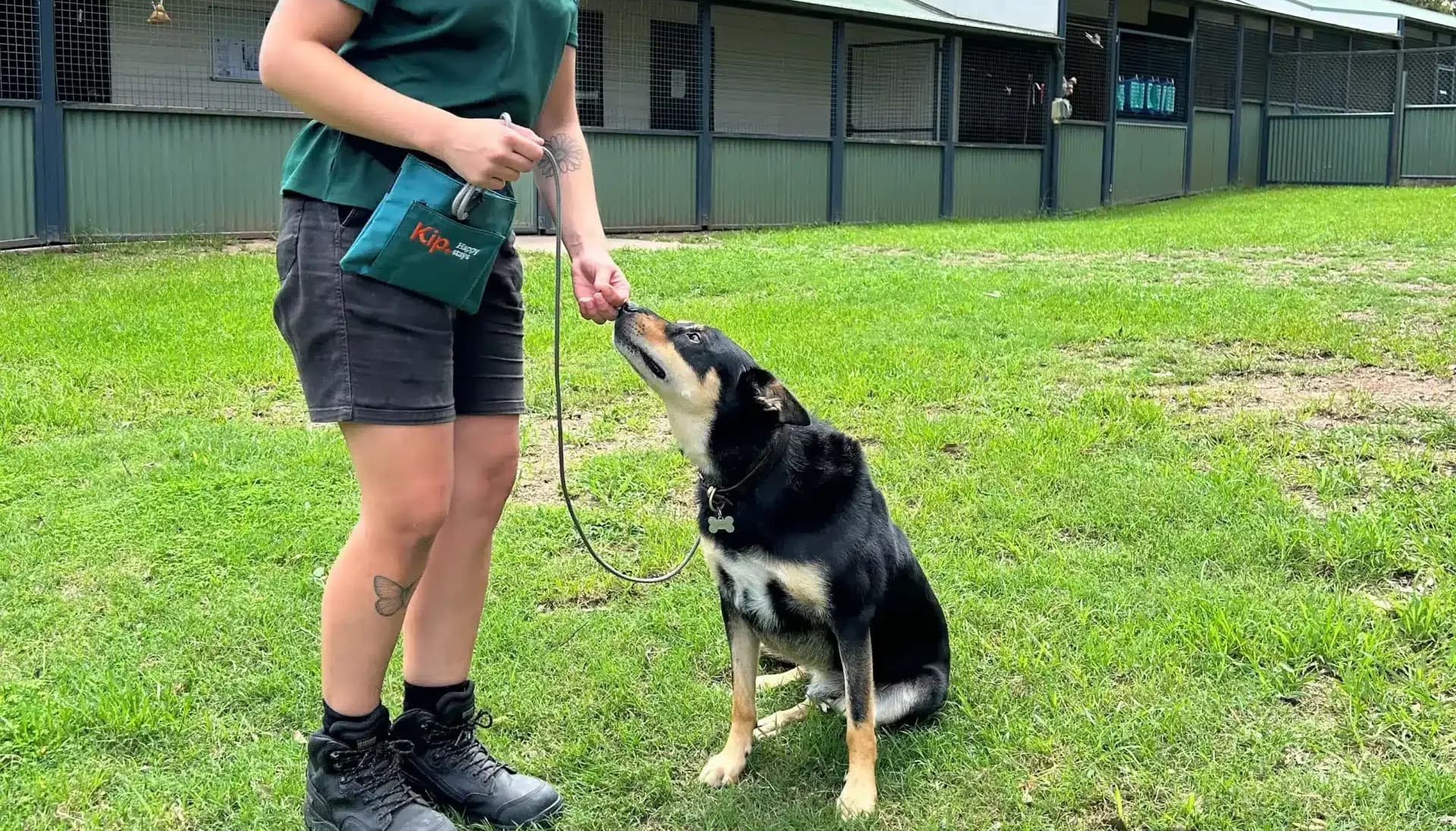 Kip dog training