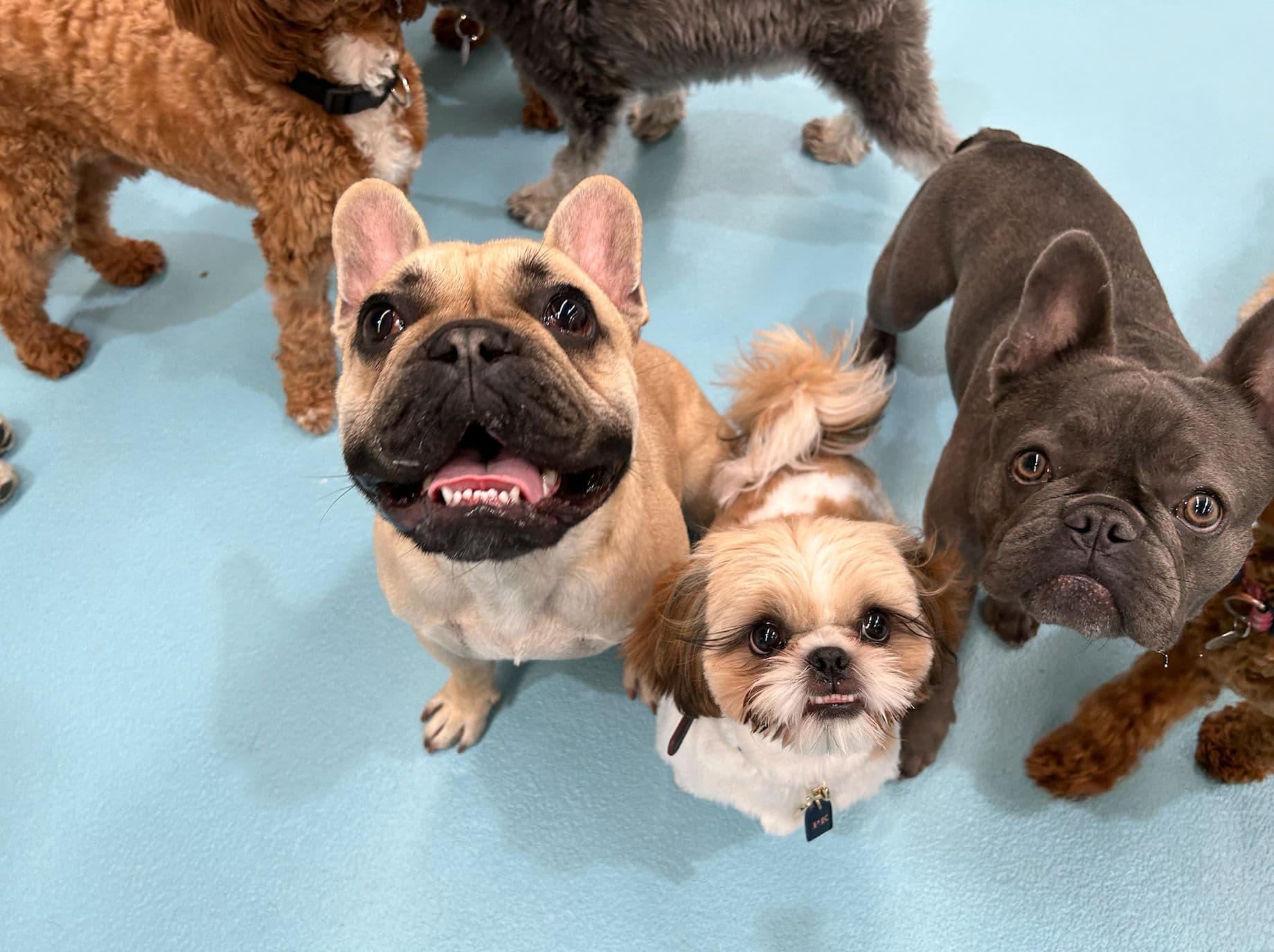 Bunch of dogs at Kip looking at camera