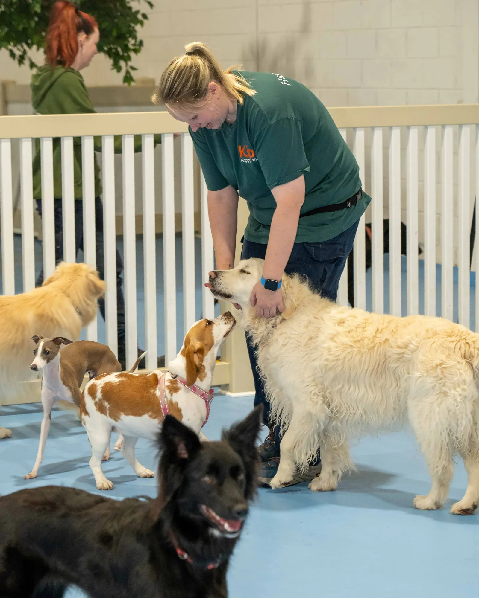 Kip employee petting dogs at Dog Daycare
