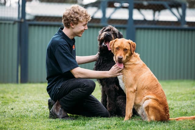 Two happy dogs with a Kip staff