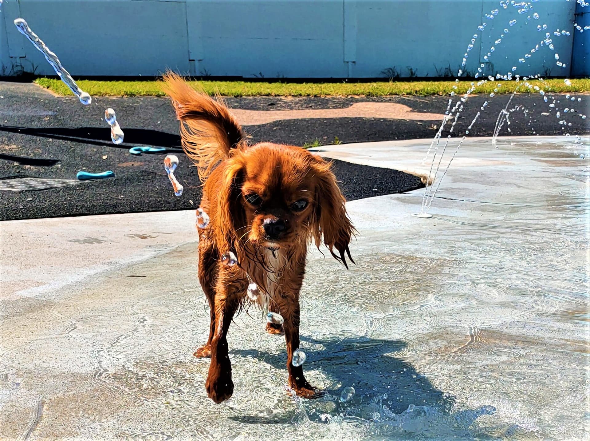 Happy dog at hunter valley