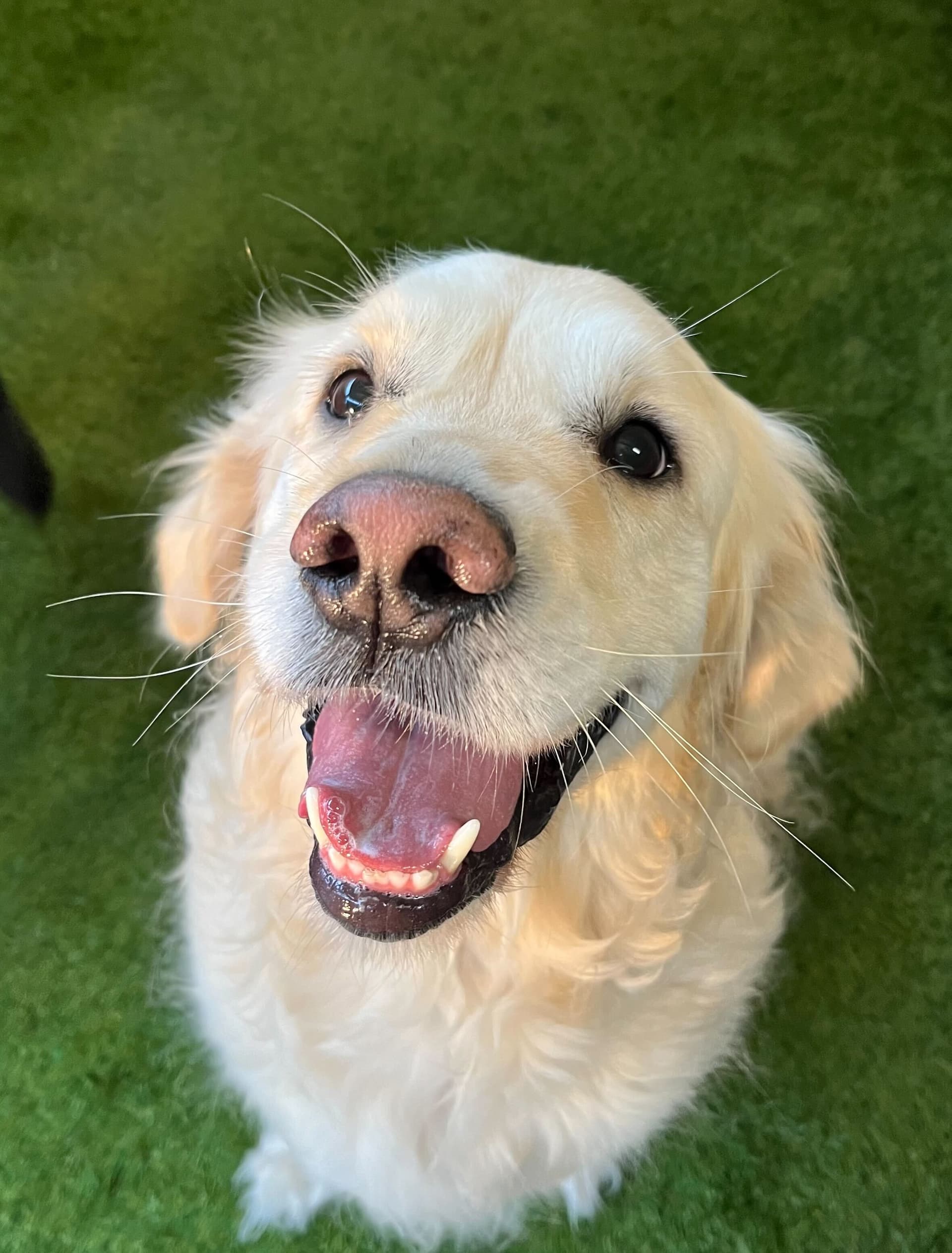 Happy dog at Kip Melbourne South East