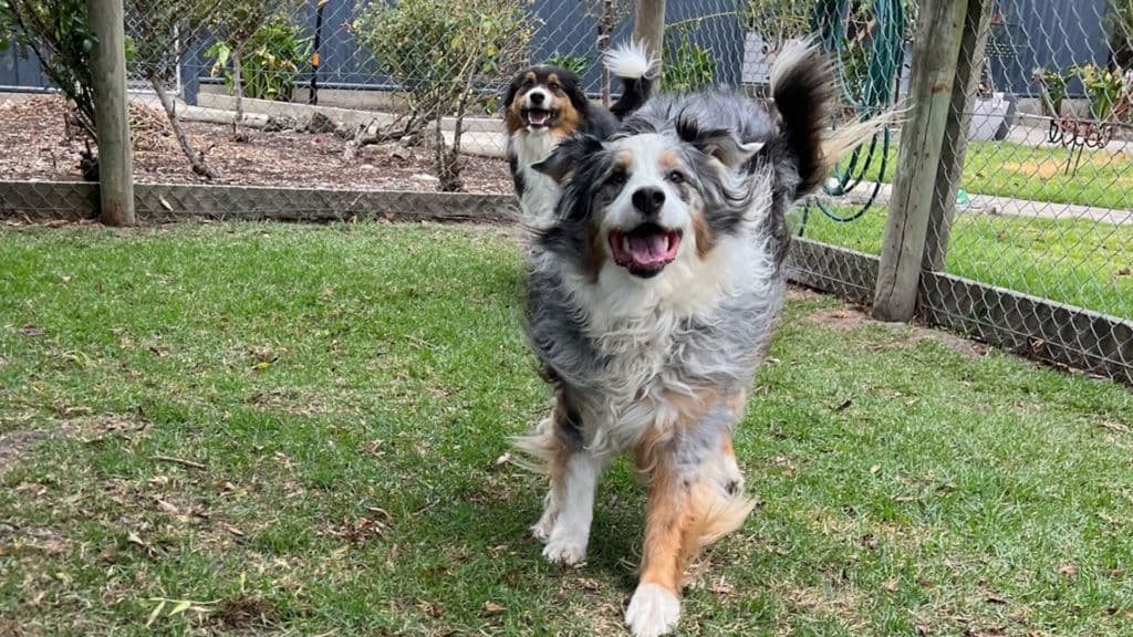 Dogs outdoors at Kip Mornington