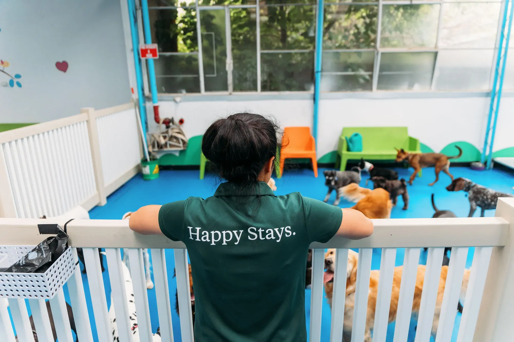 Kip staff supervising dog daycare