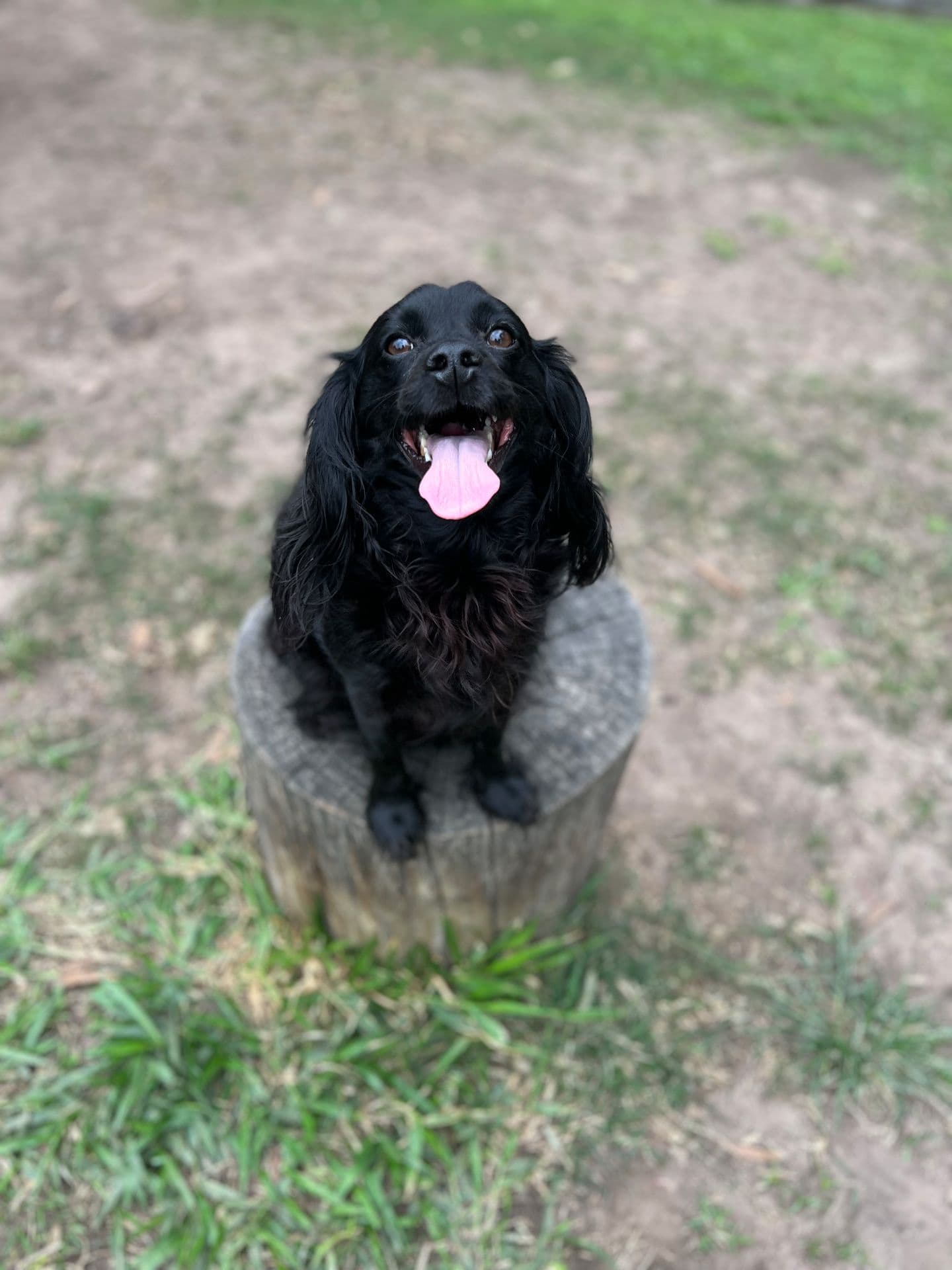 Loki dog sitting on a tree stump