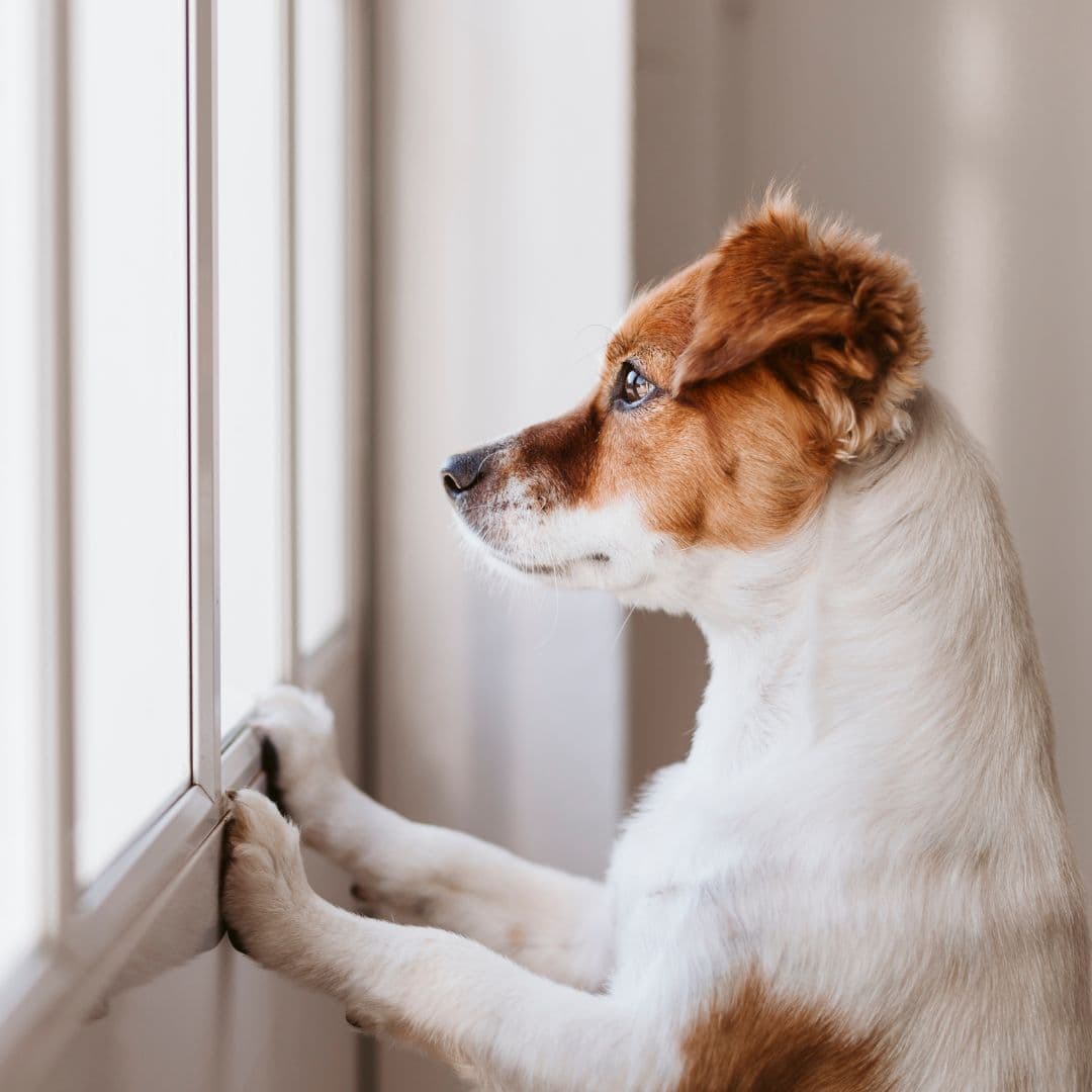 Sad dog looking out of window