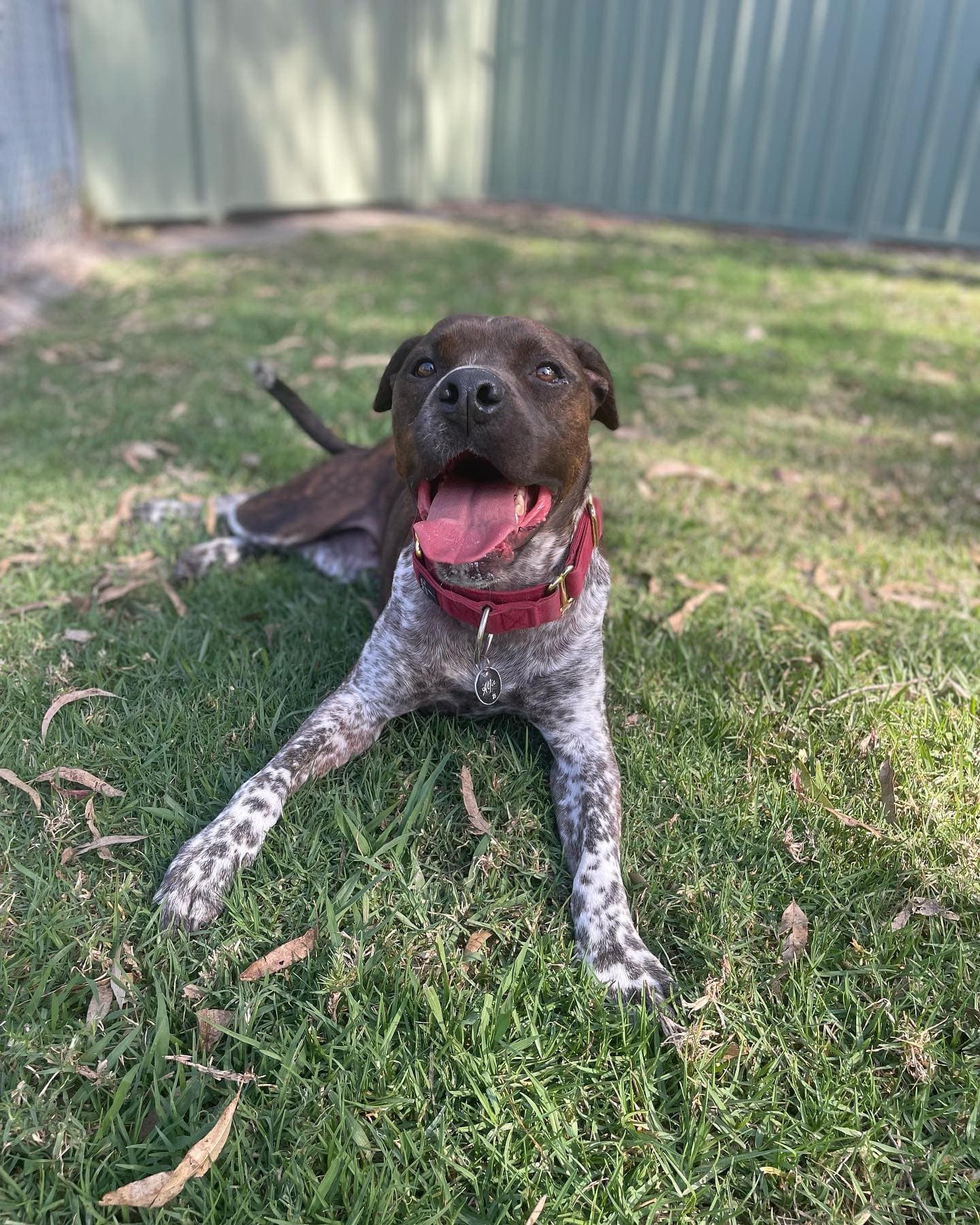 Happy dog at Kip Lake Macquarie