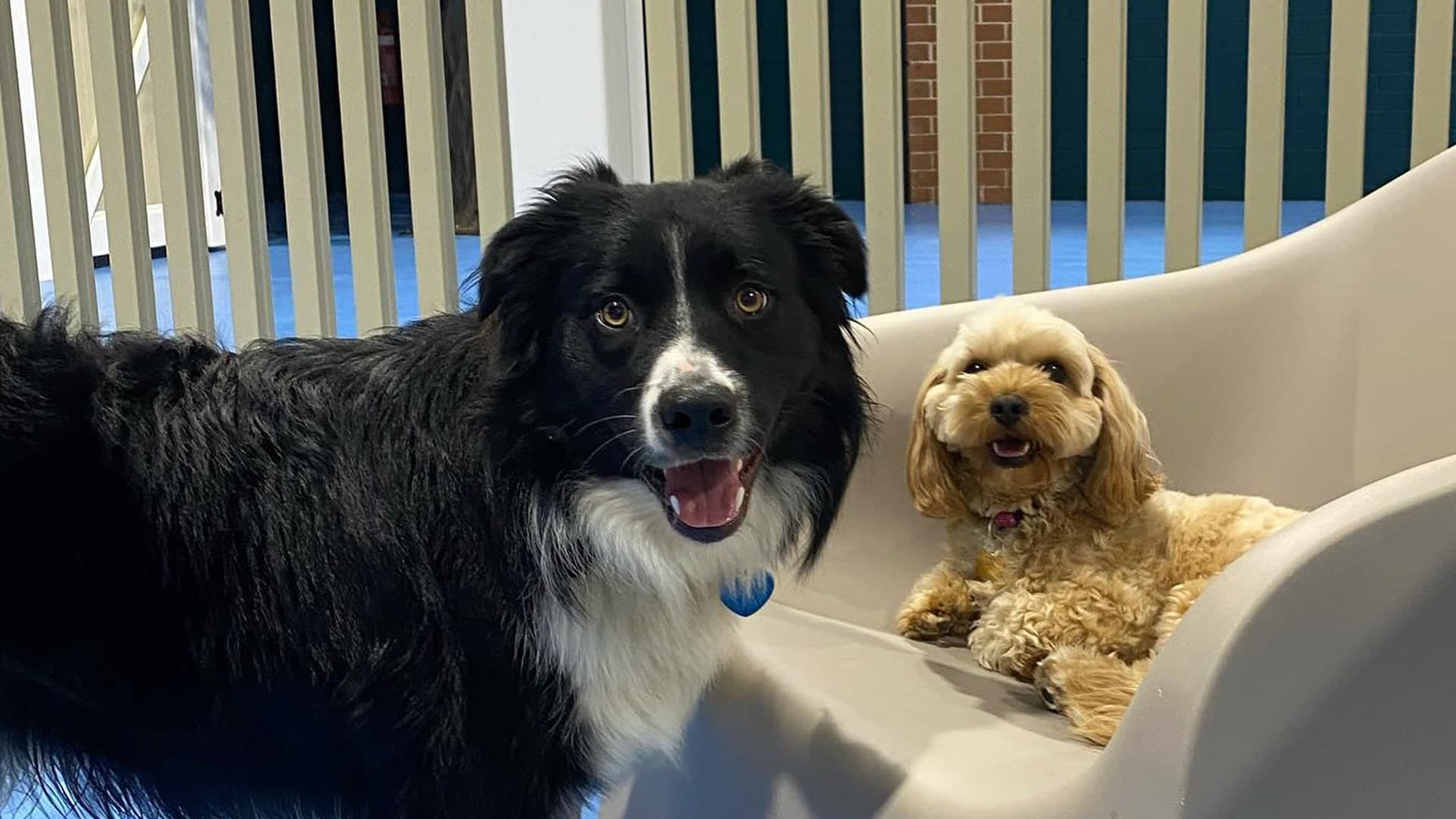 Two happy dogs at Kip Marrickville
