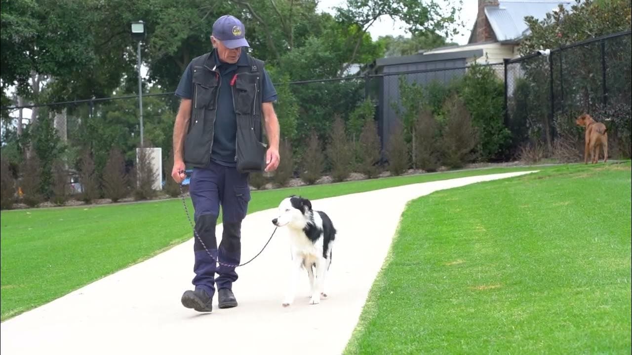 Dog walking nicely with trainer