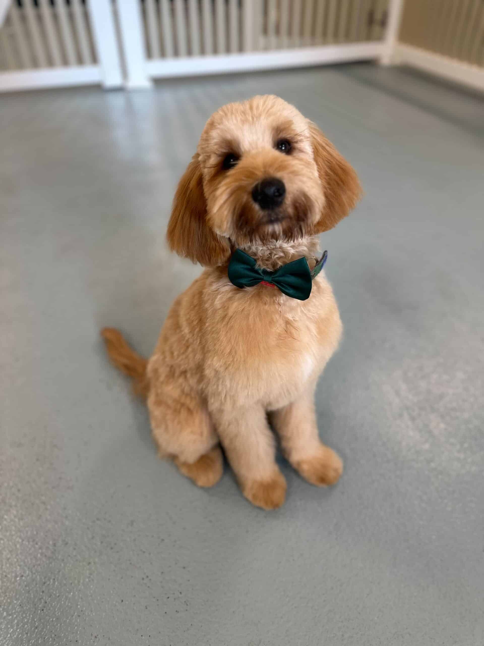 Medium size dog groomed