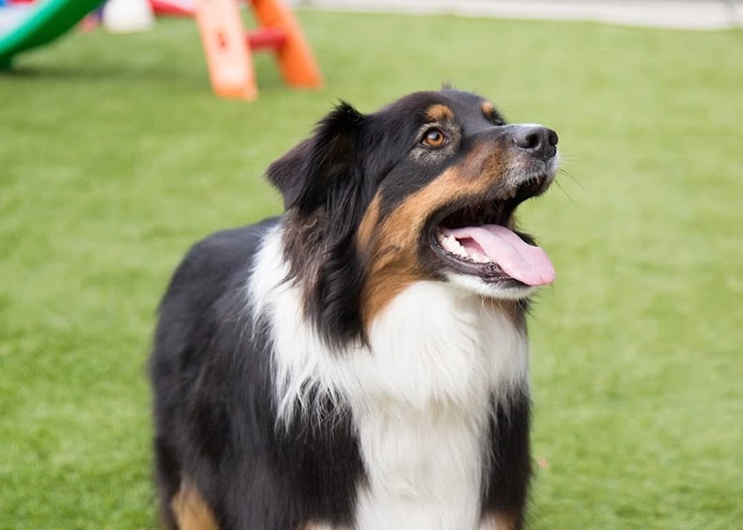 Happy dog at Kip Melbourne South East