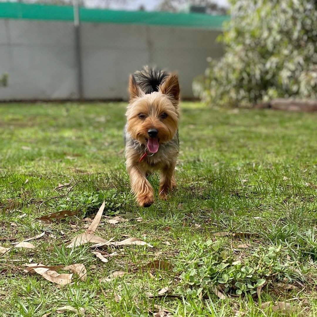 Happy dog running at Kip Melbourne West
