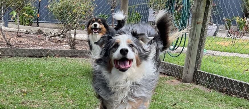 Active dogs