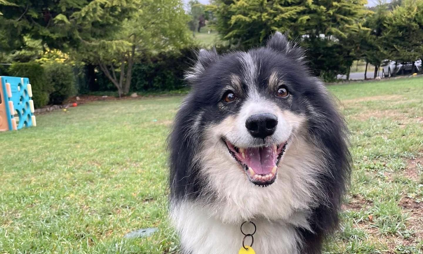 Active dog