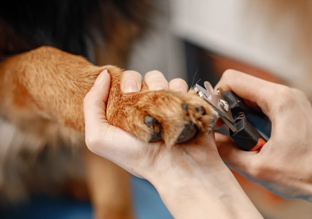 Dog nail trimp